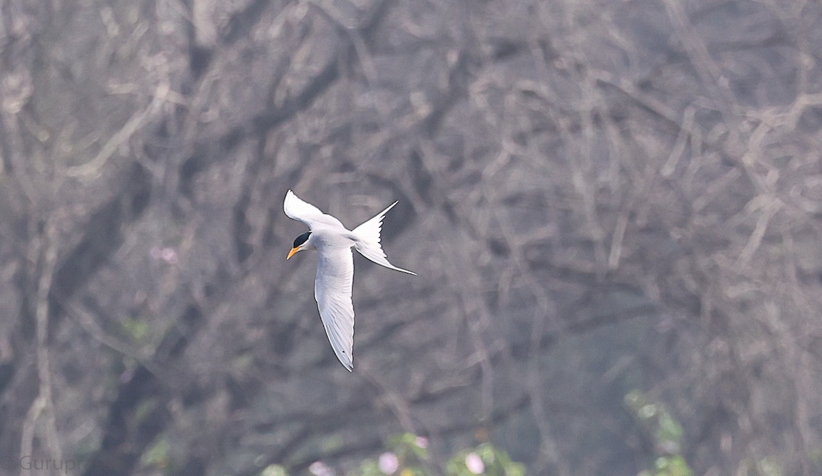 River Tern - ML646643603