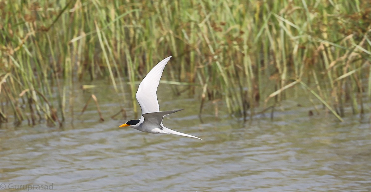 River Tern - ML646643604