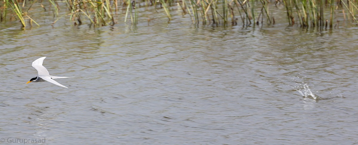 River Tern - ML646643605