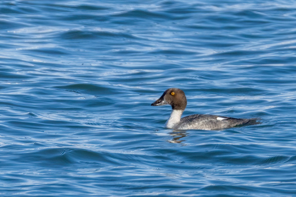 Common Goldeneye - ML646643621