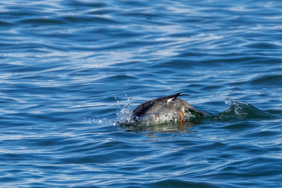 Common Goldeneye - ML646643623