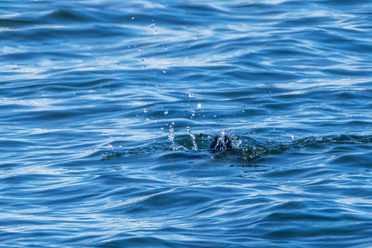 Common Goldeneye - ML646643624