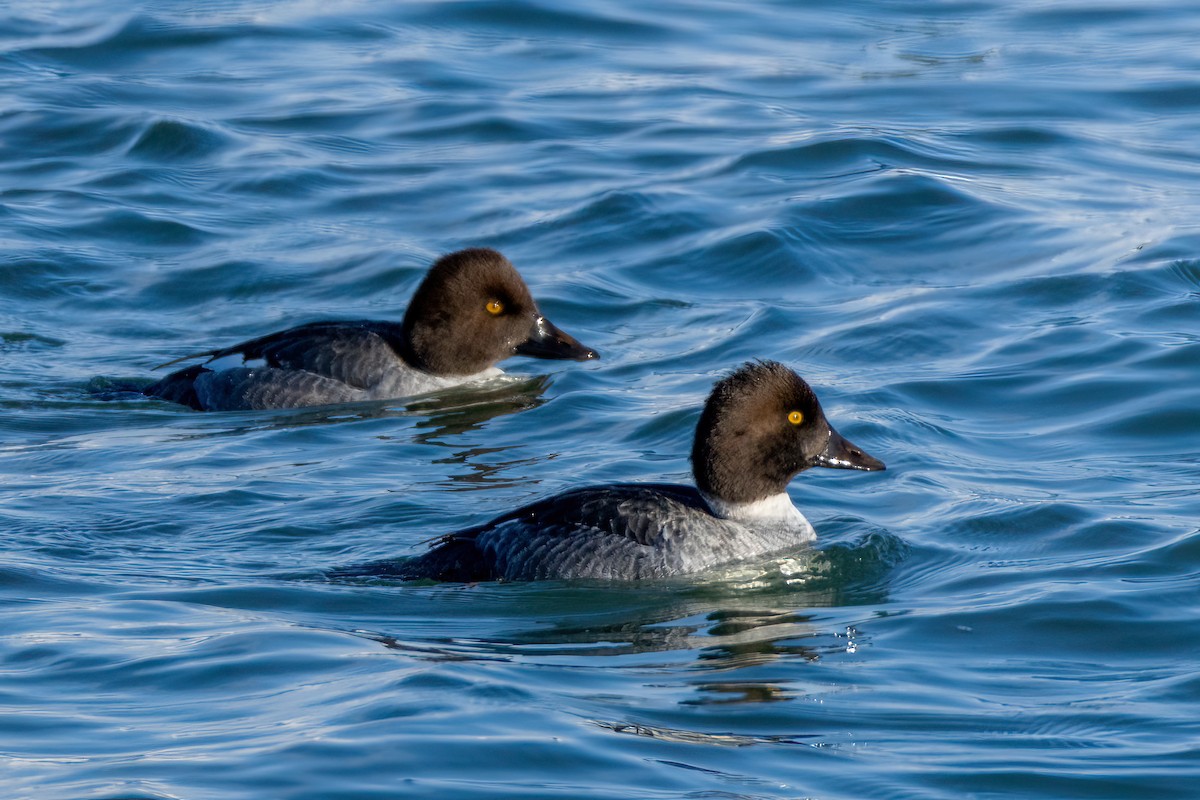 Common Goldeneye - ML646643625