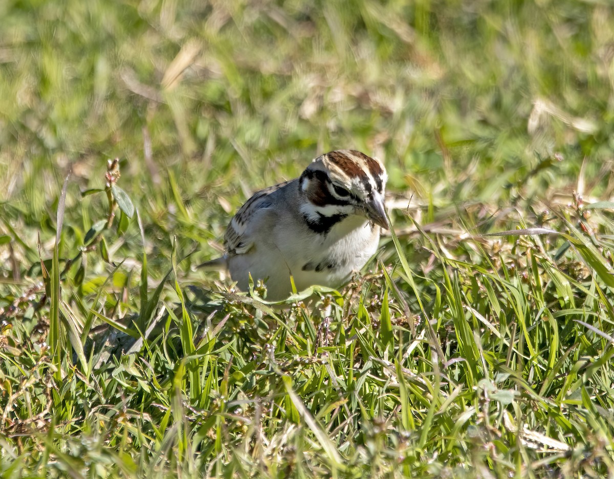 Lark Sparrow - ML646643626