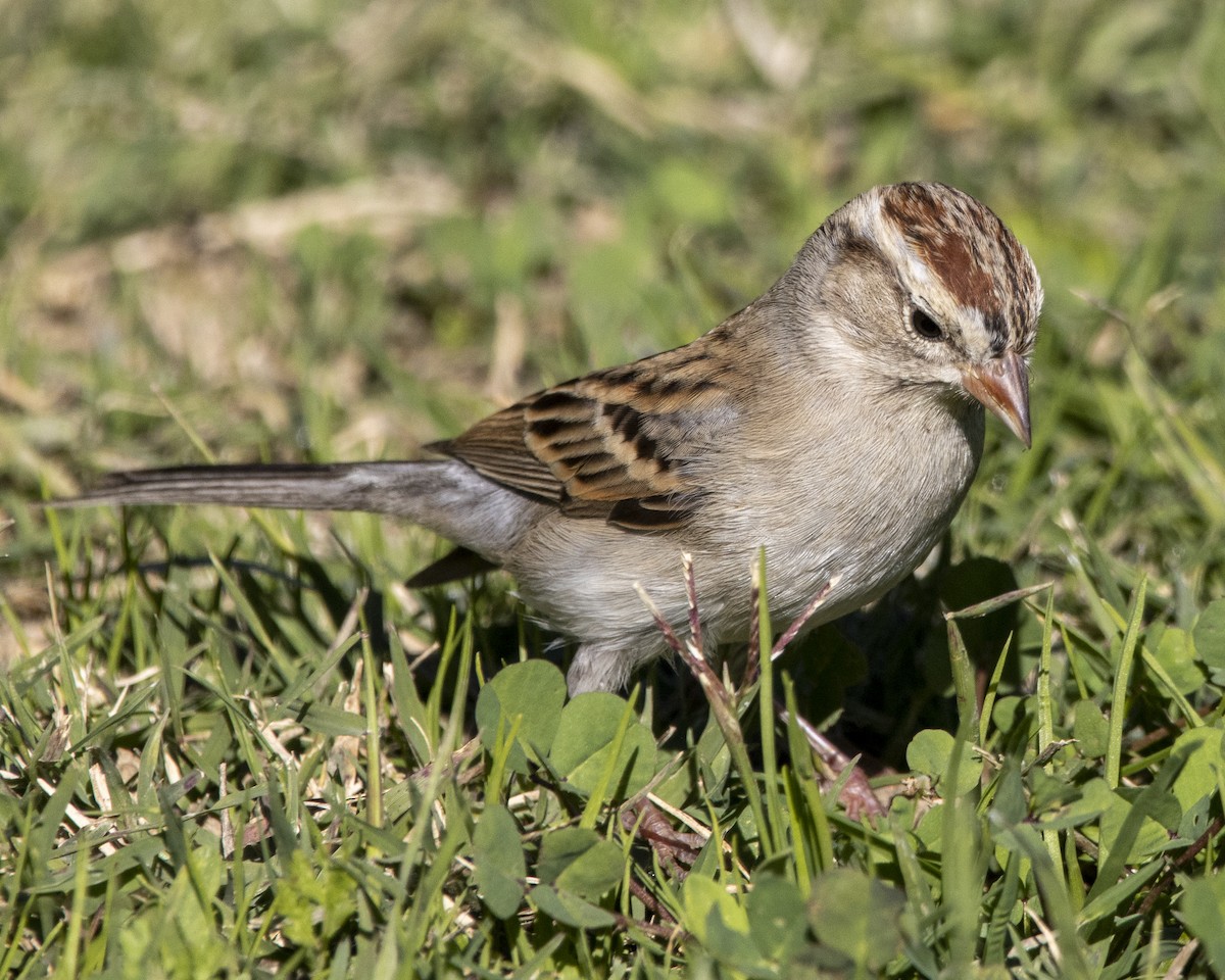 Chipping Sparrow - ML646643627