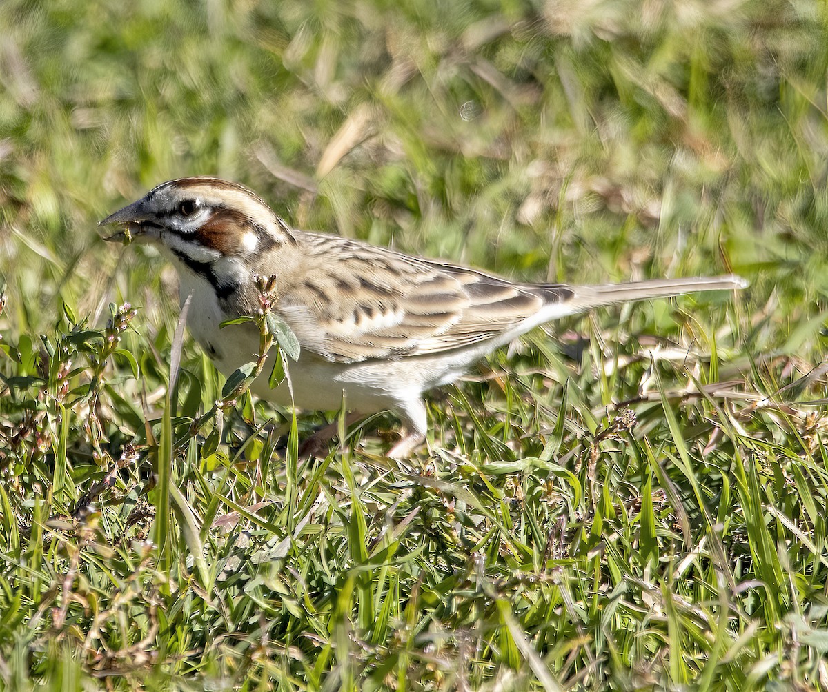 Lark Sparrow - ML646643628