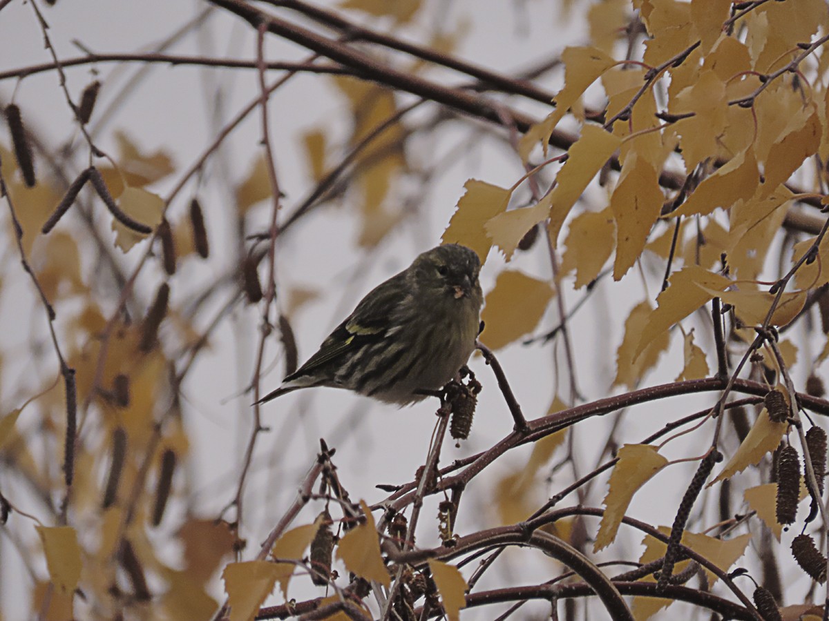 čížek lesní - ML646643630