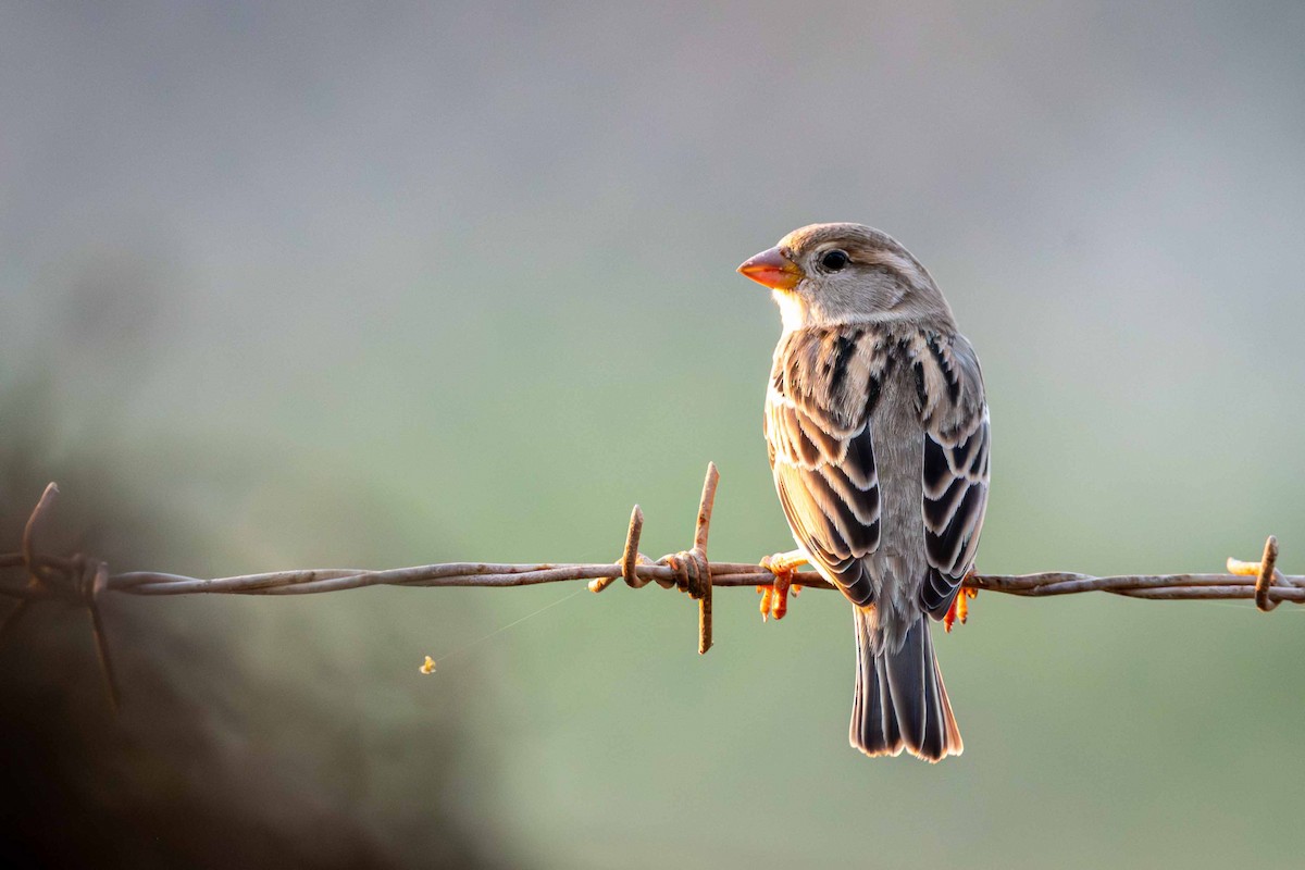 Gorrión Común - ML646643632