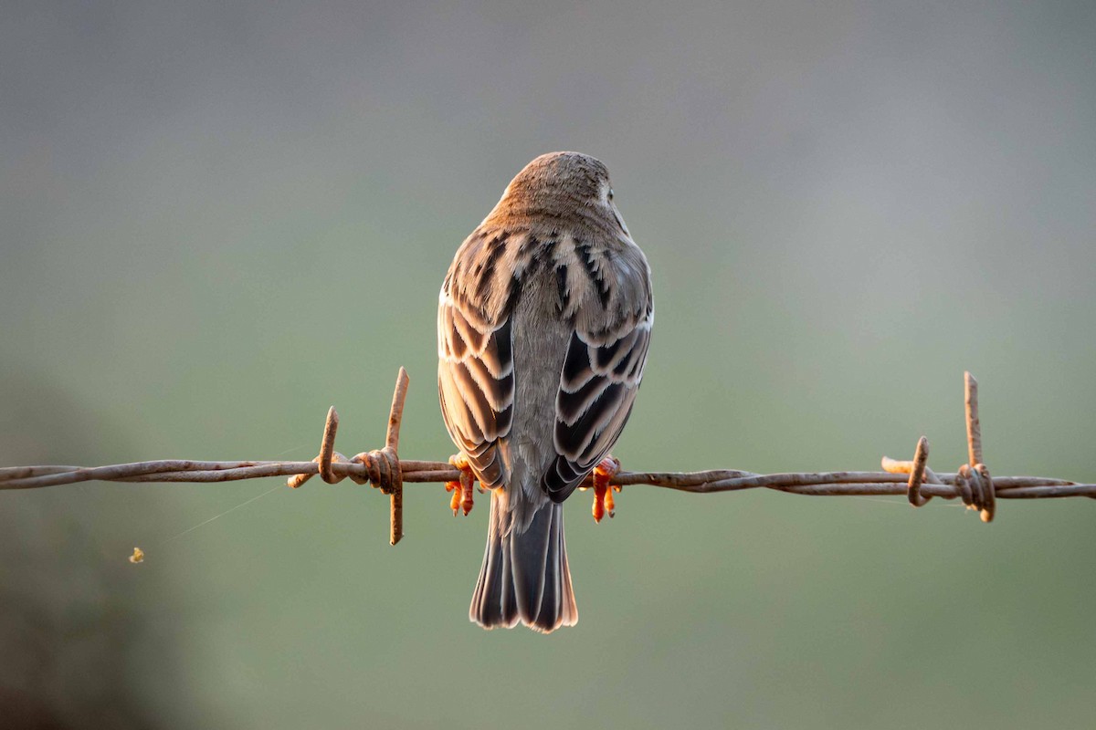 Gorrión Común - ML646643633