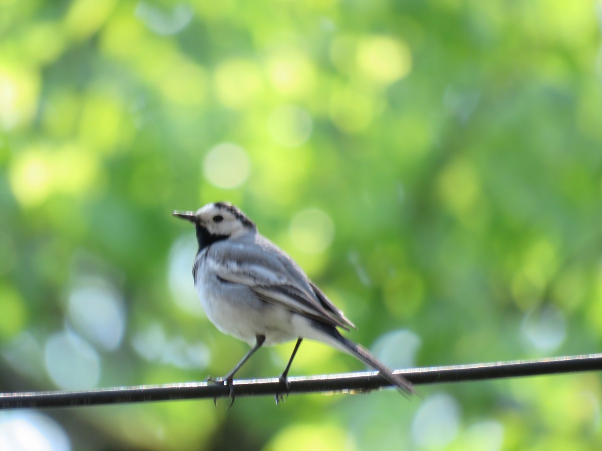 Bergeronnette grise - ML646643634