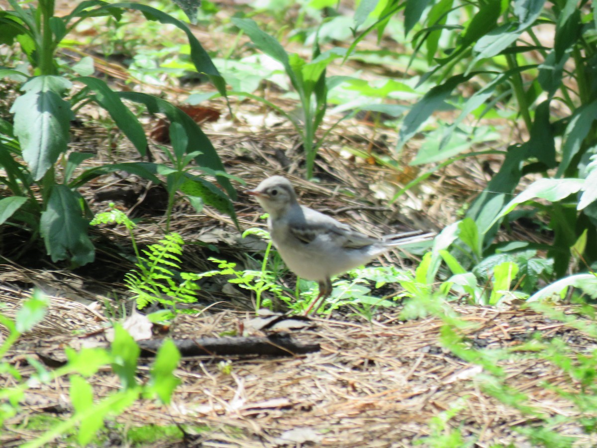 Bergeronnette grise - ML646643636