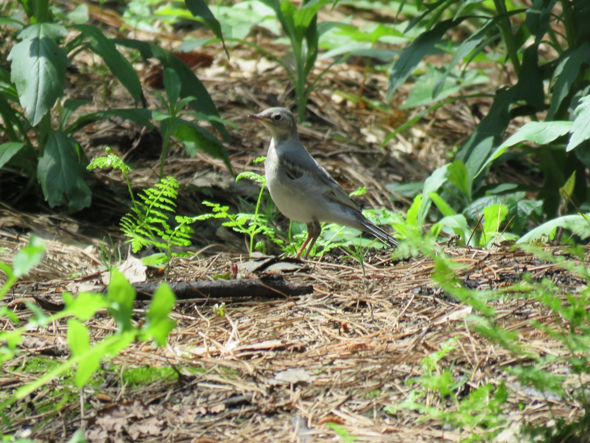 Bergeronnette grise - ML646643637