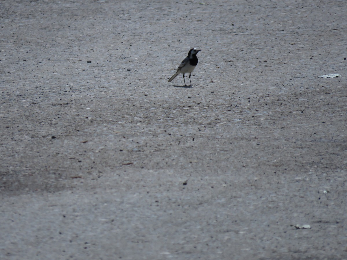 Bergeronnette grise - ML646643638