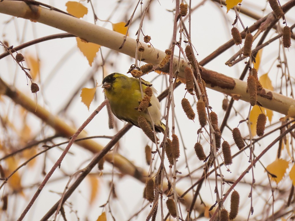 čížek lesní - ML646643639