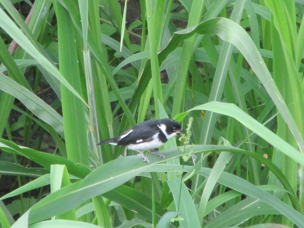 Variable Seedeater - ML646643642