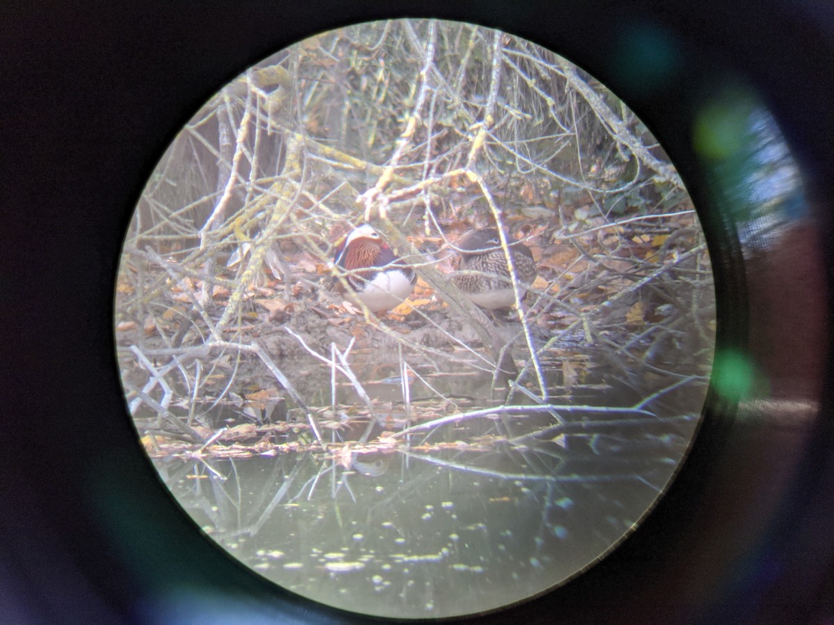 Mandarin Duck - ML646643643