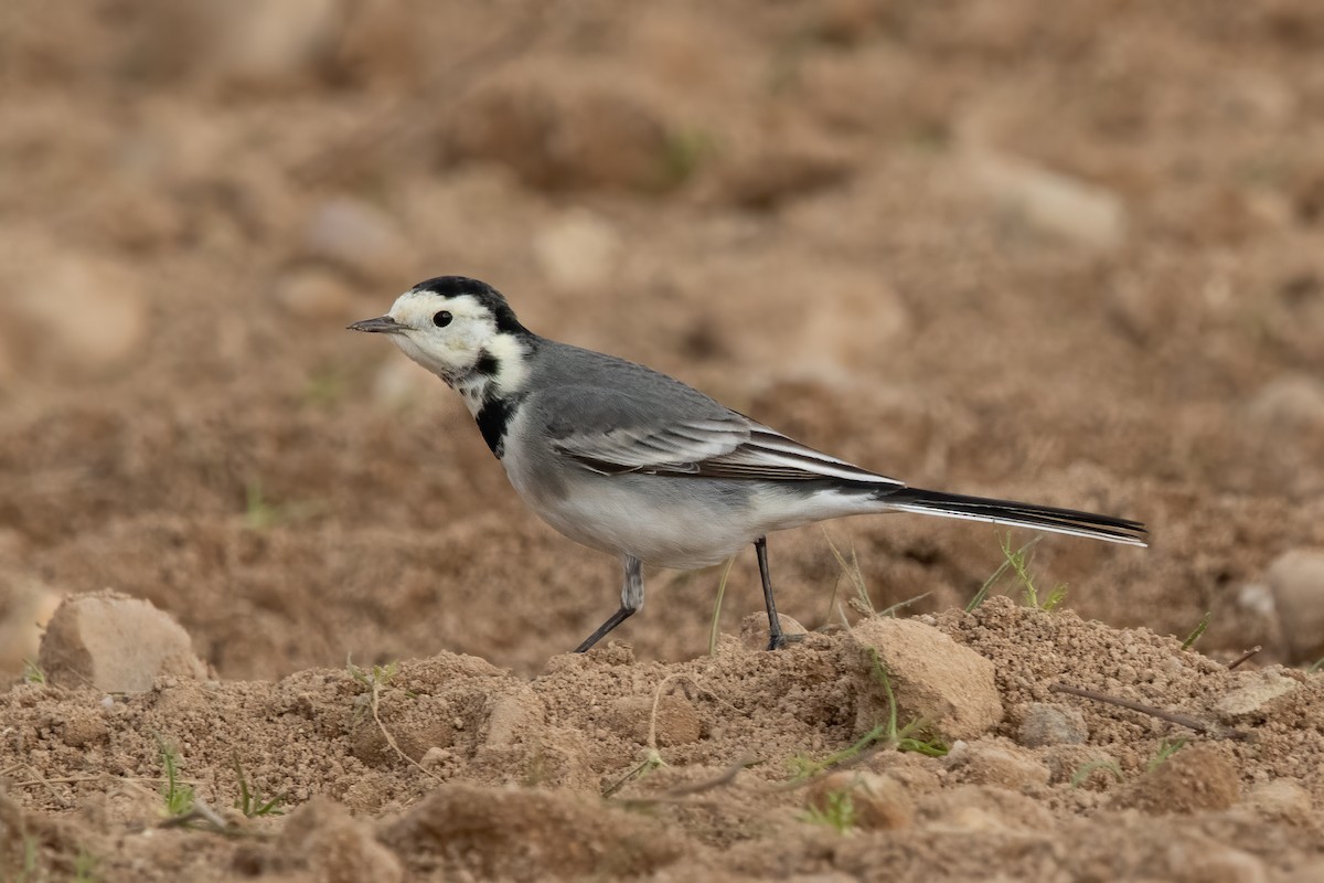 Bergeronnette grise (yarrellii) - ML646643644