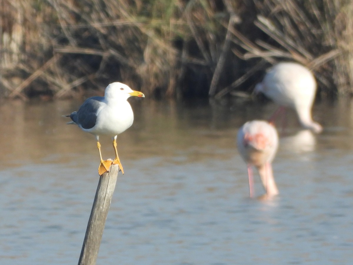 Mittelmeermöwe - ML646643645