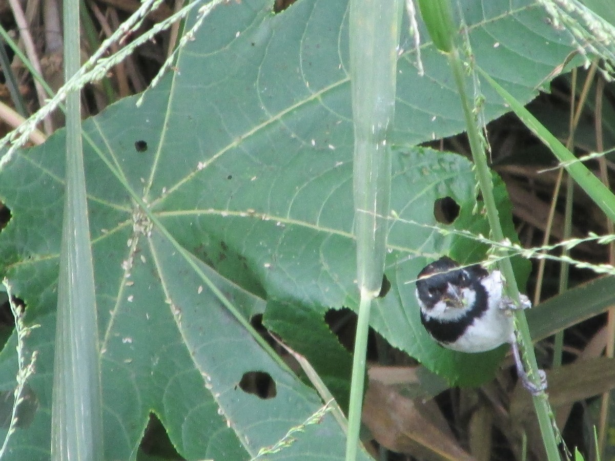 Variable Seedeater - ML646643648