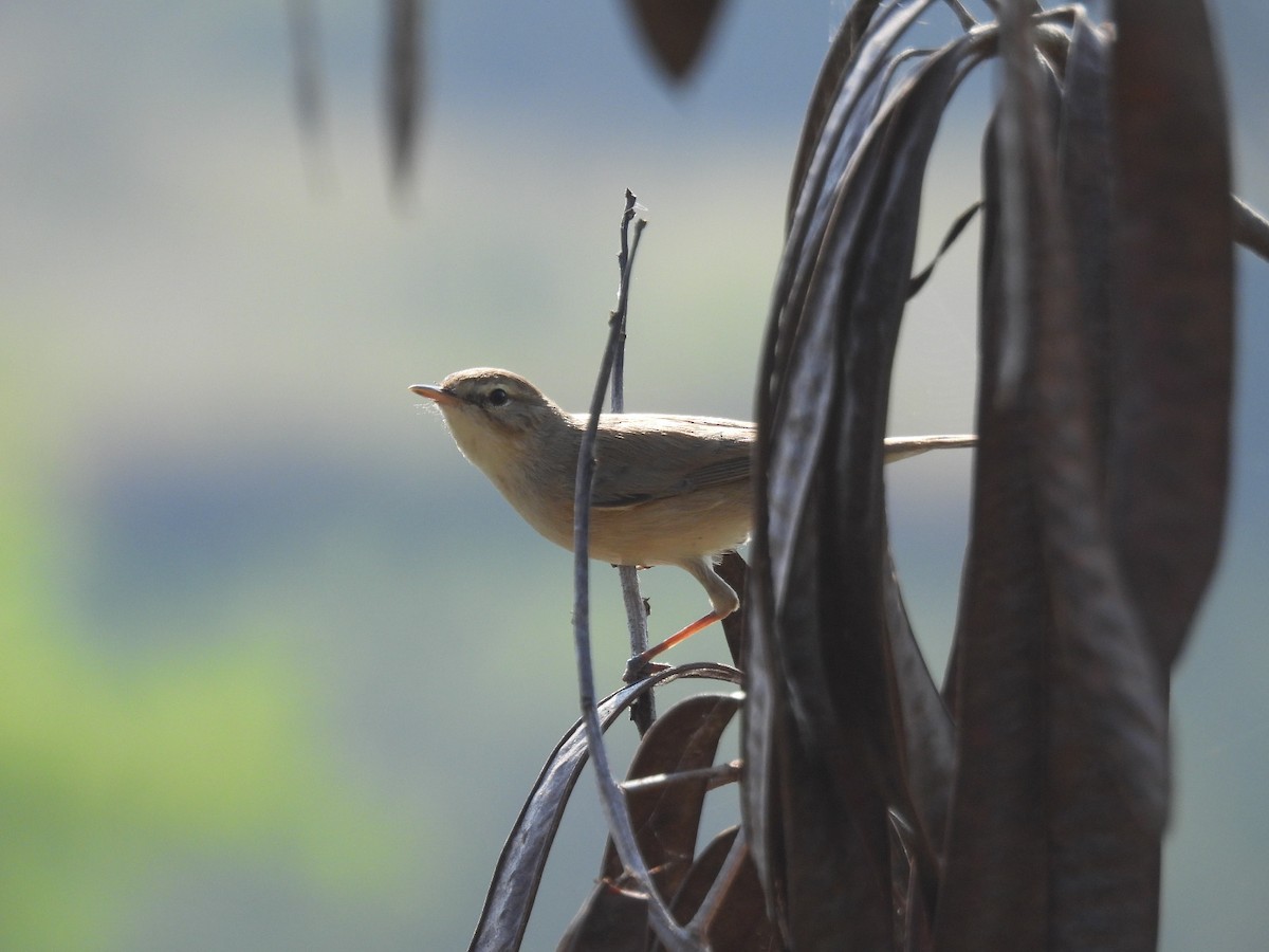 Sykes's Warbler - ML646643650
