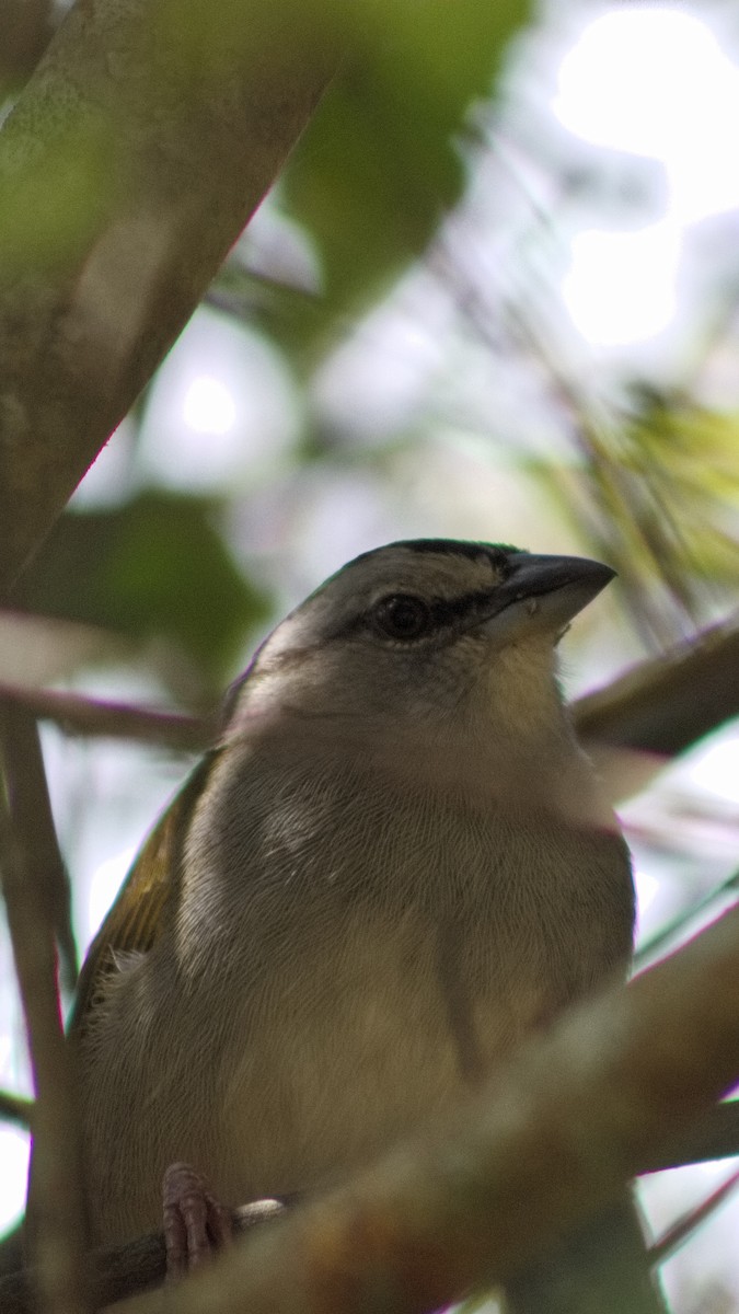 Black-striped Sparrow - ML646643651