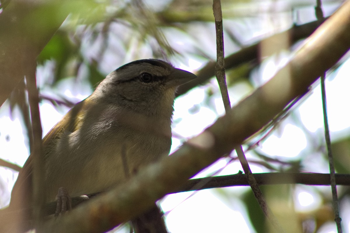 Black-striped Sparrow - ML646643652