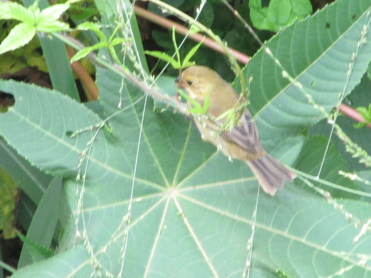 Variable Seedeater - ML646643653