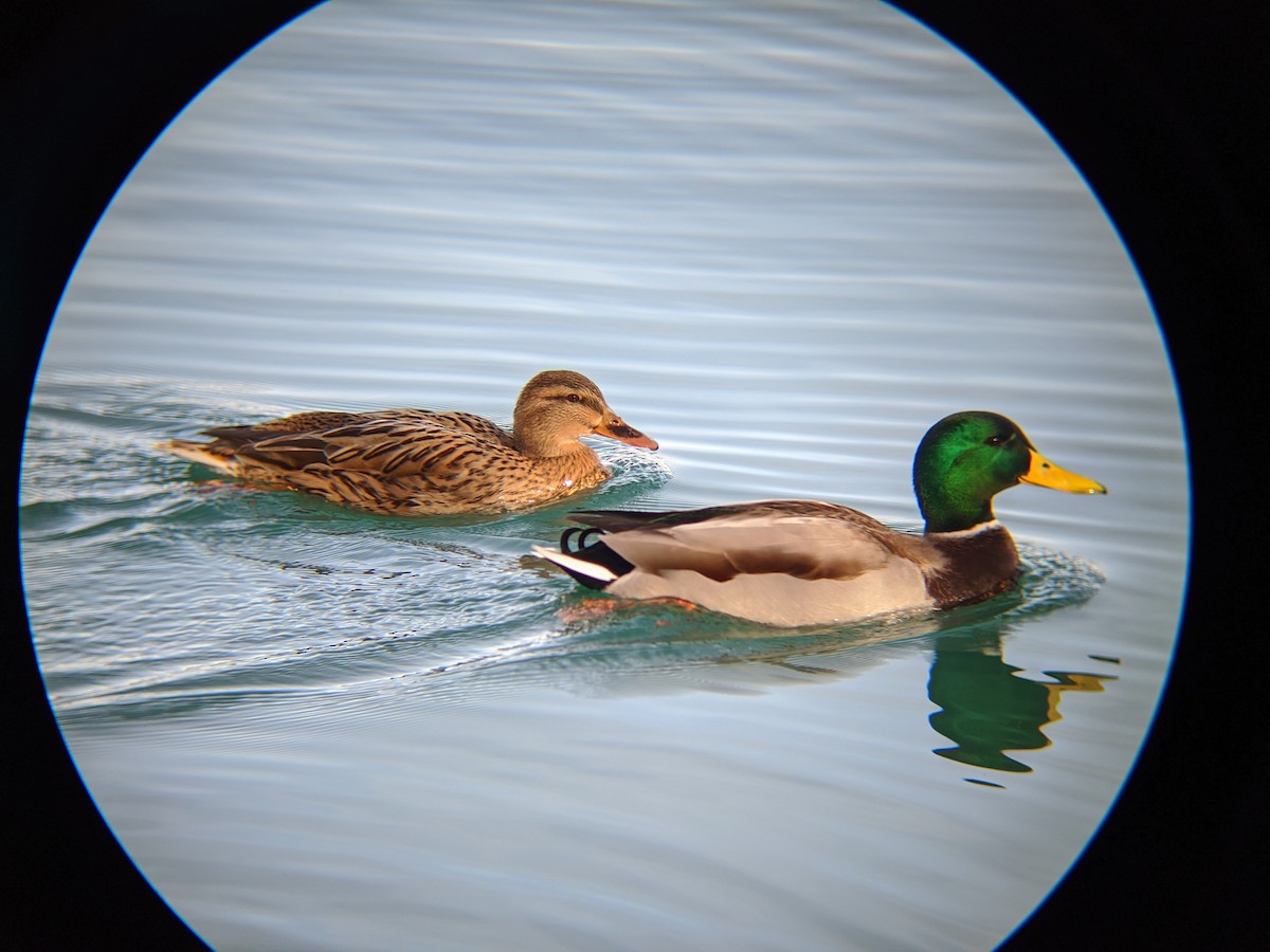 Mallard - ML646643658