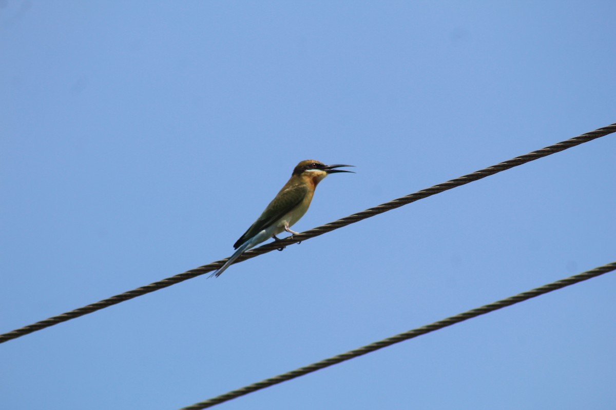 Blue-tailed Bee-eater - ML646643660