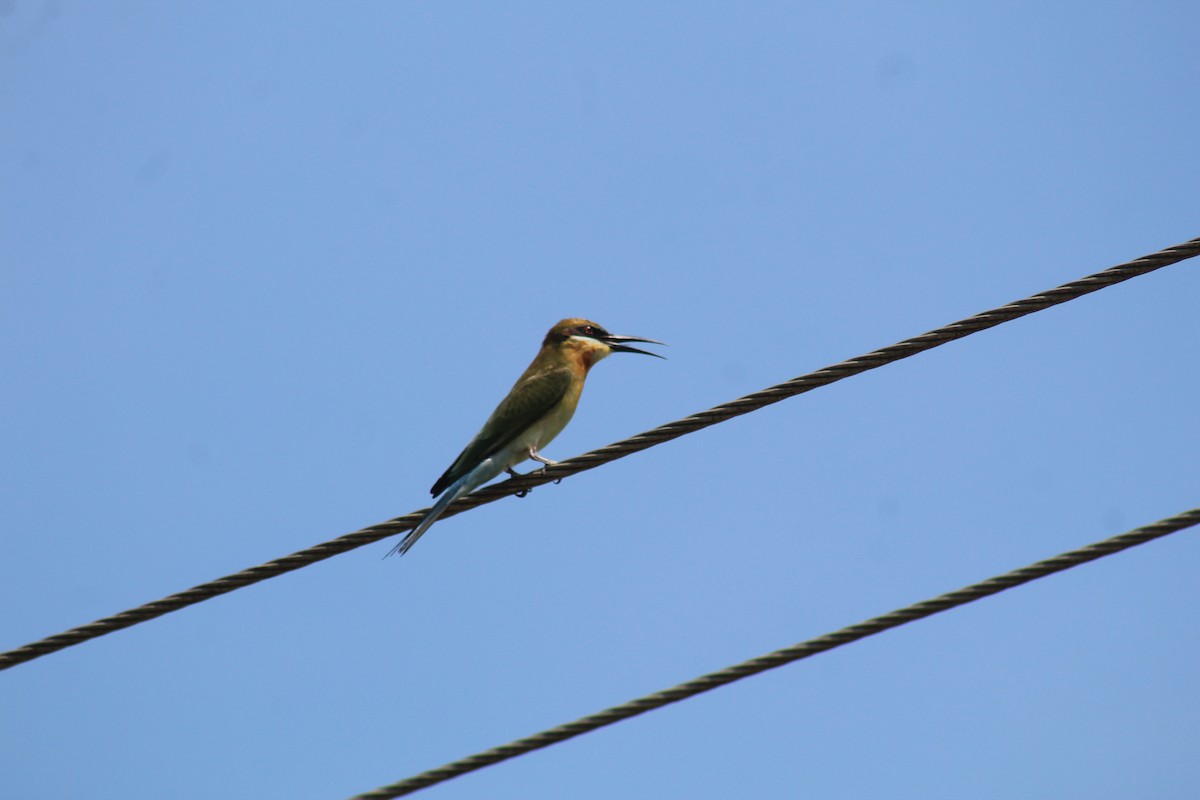 Blue-tailed Bee-eater - ML646643661