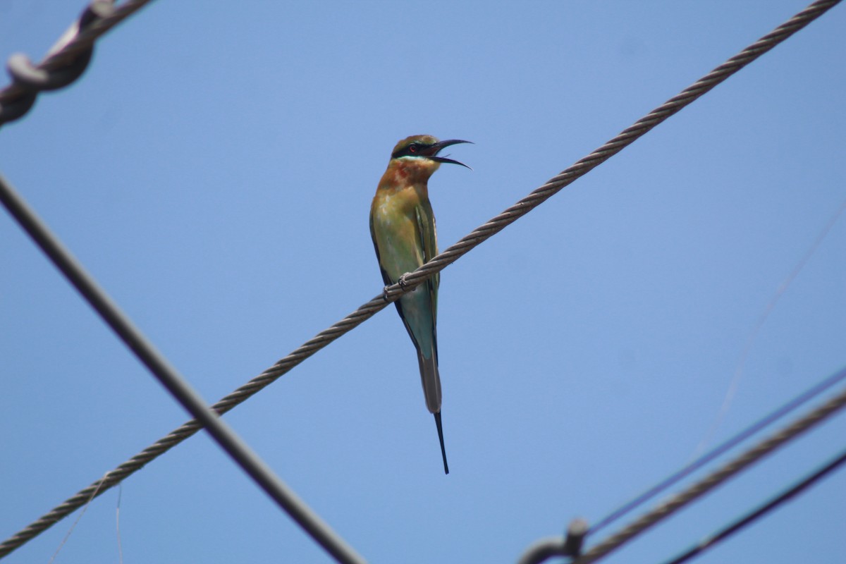 Blue-tailed Bee-eater - ML646643662