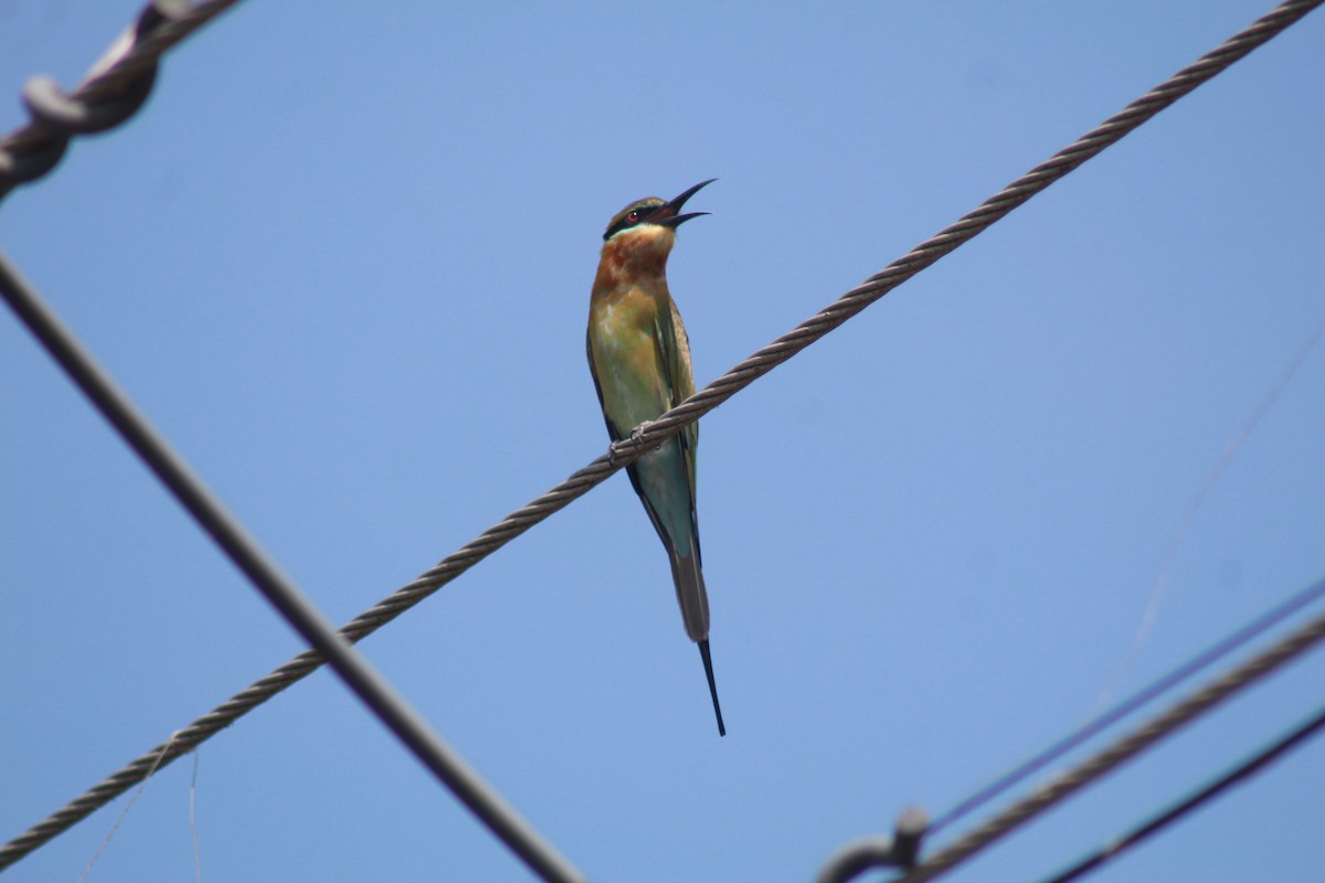 Blue-tailed Bee-eater - ML646643664