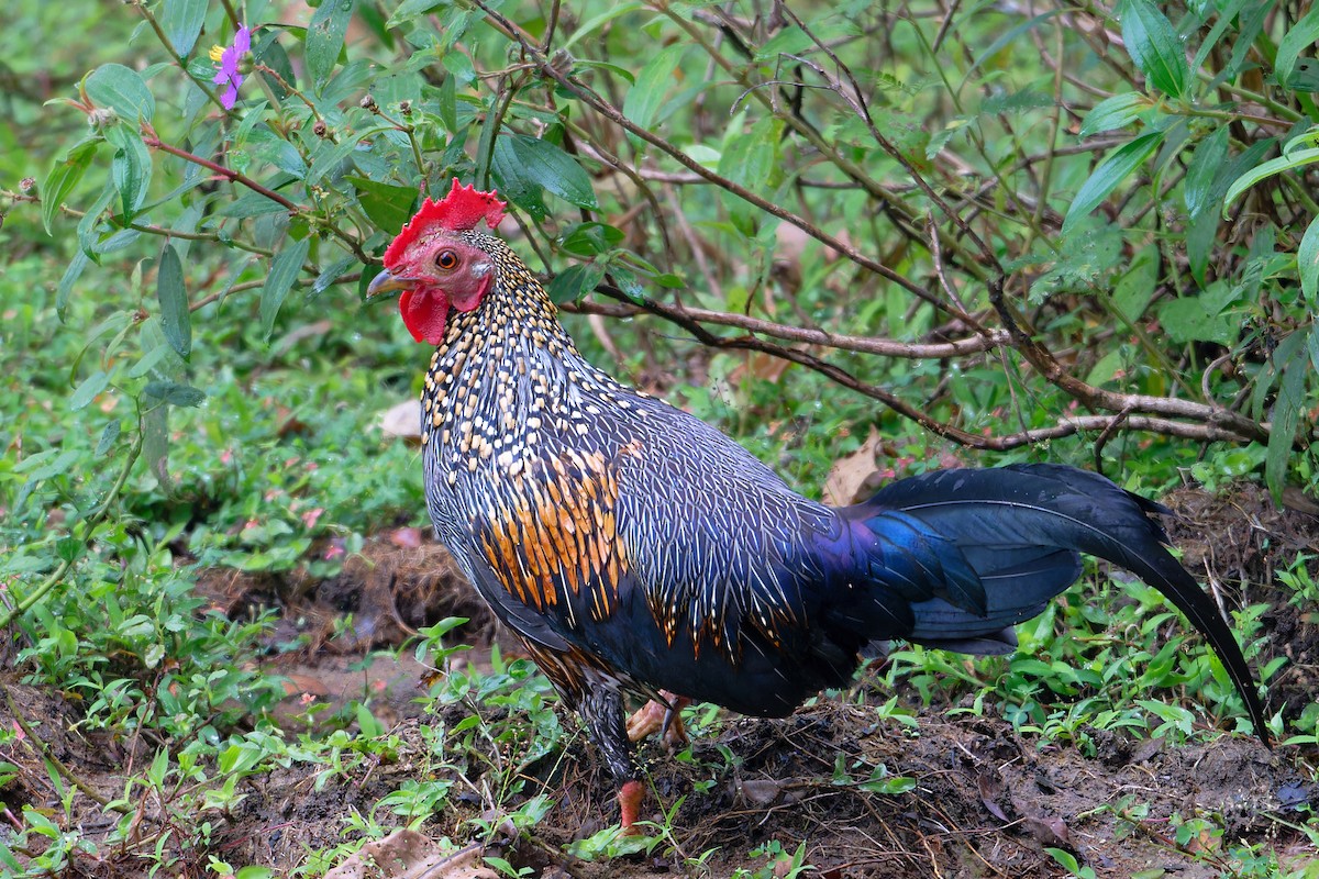 Coq de Sonnerat - ML646643665