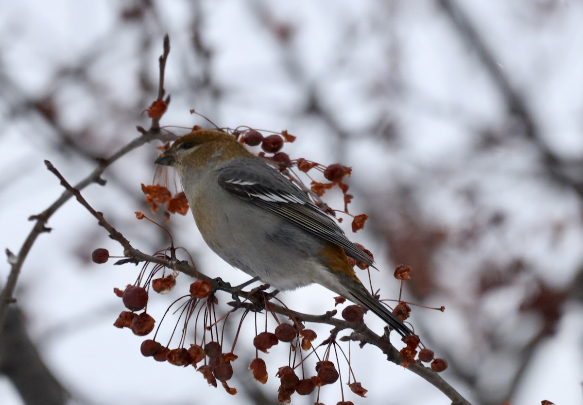 Щур - ML646643666