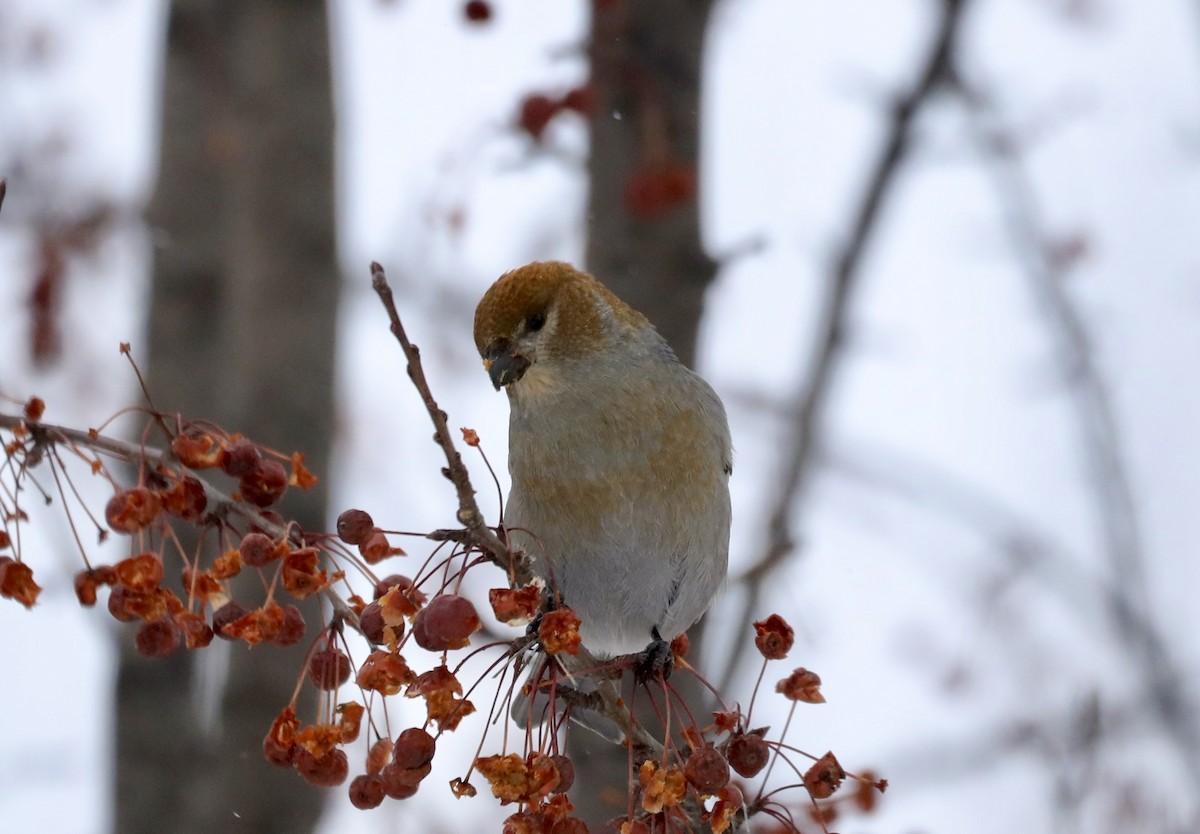 Щур - ML646643667