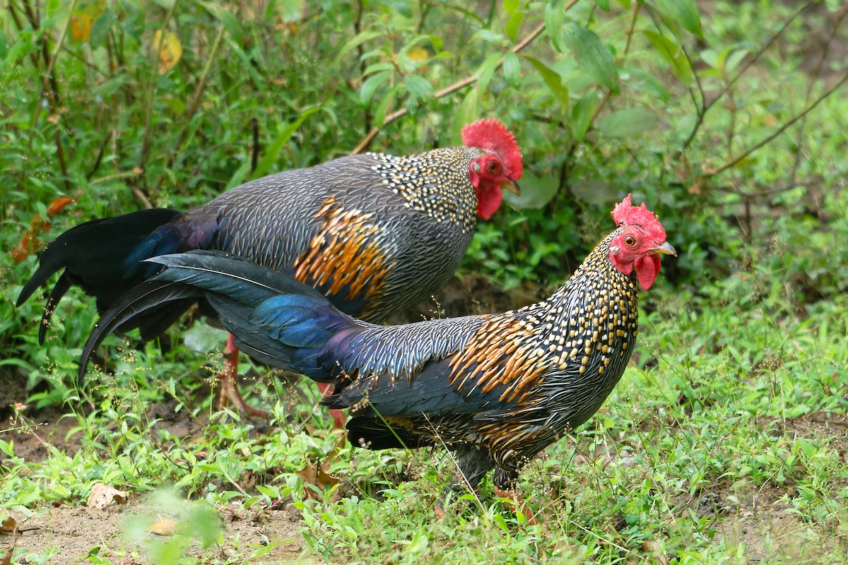 Coq de Sonnerat - ML646643671