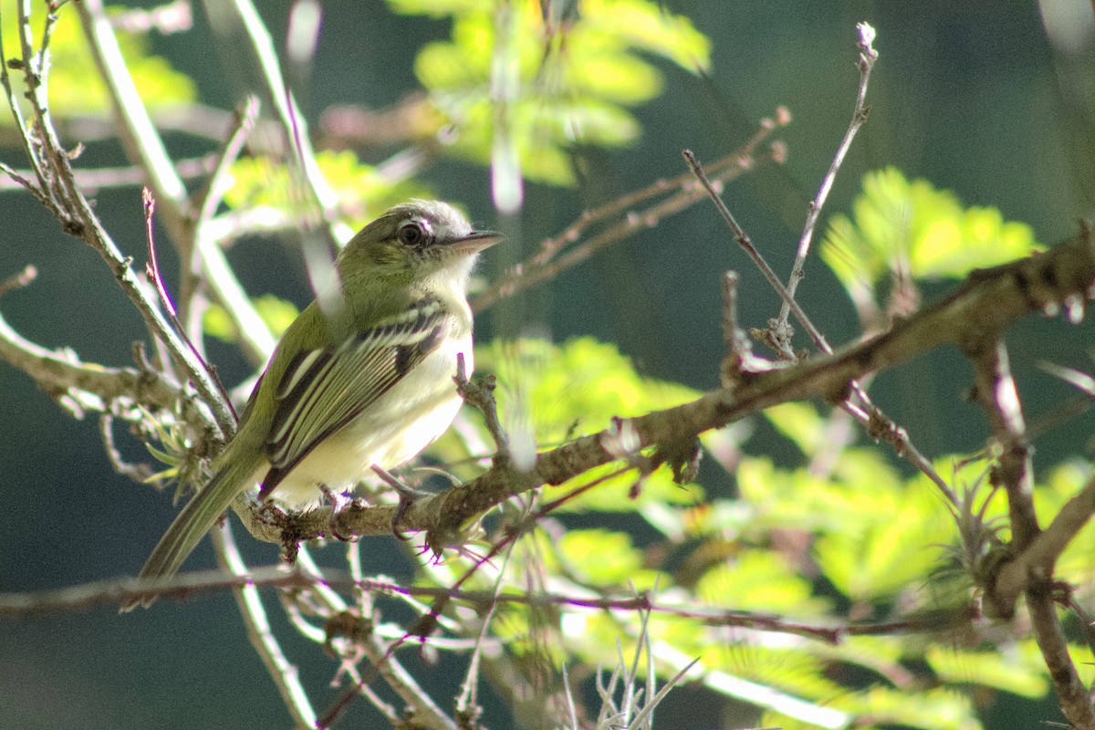 Yellow-olive Flatbill - ML646643672