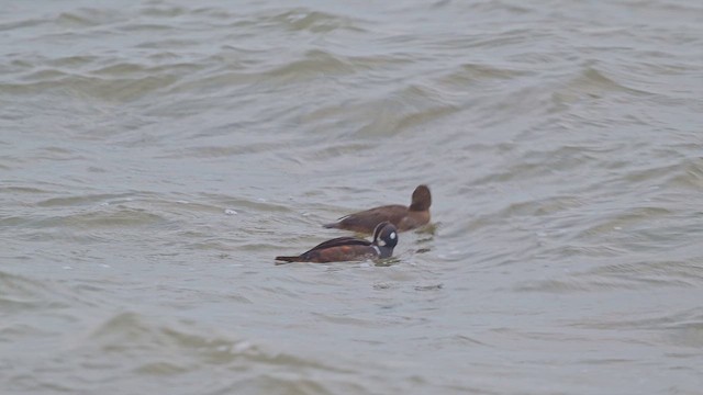 Palyaço Ördeği - ML646643673