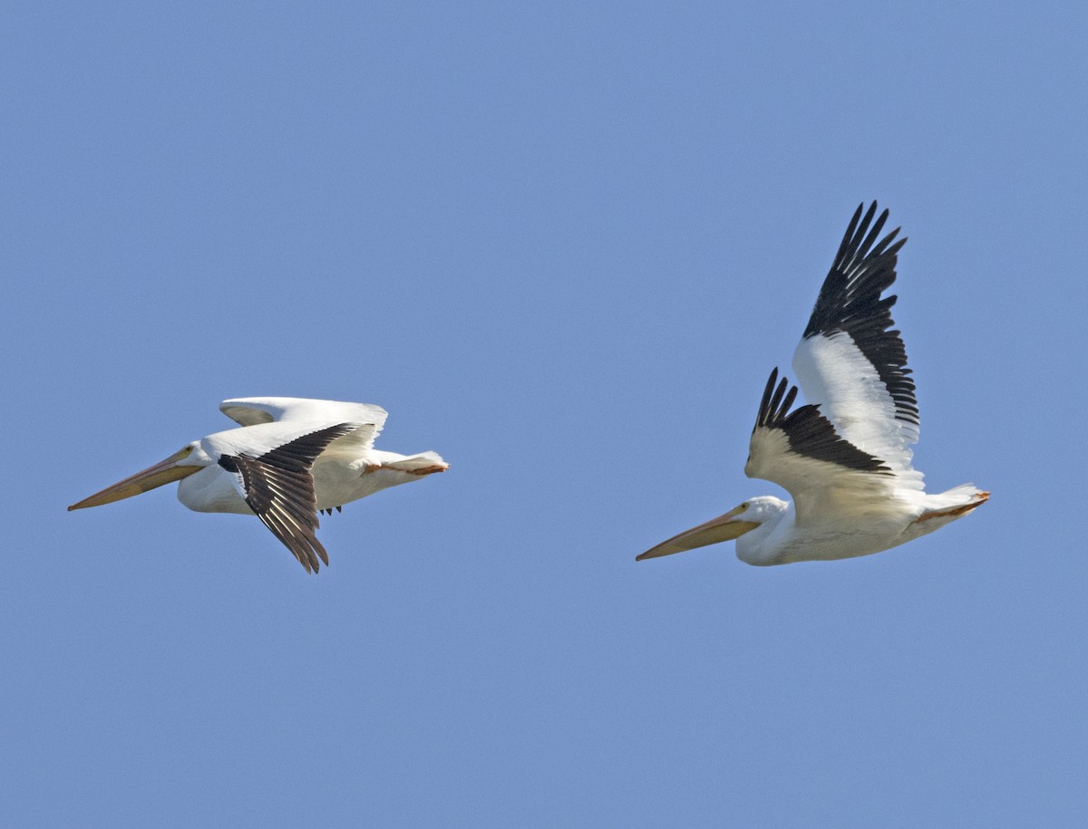 American White Pelican - ML646643674