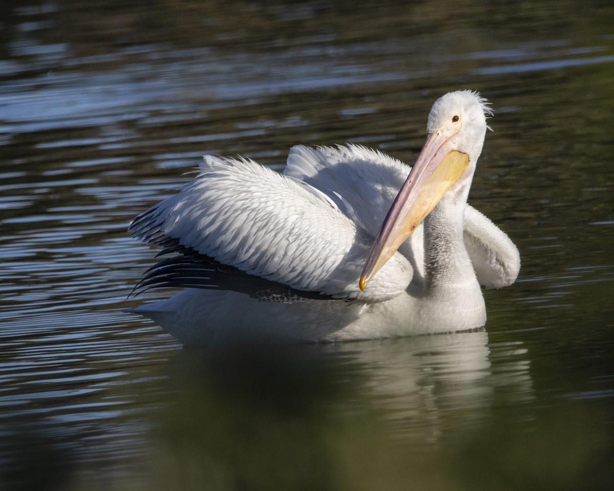 American White Pelican - ML646643675