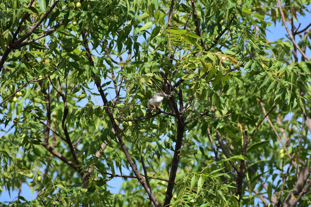 Gray-breasted Prinia - ML646643677