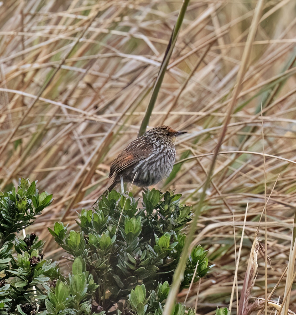 Many-striped Canastero - ML646643679