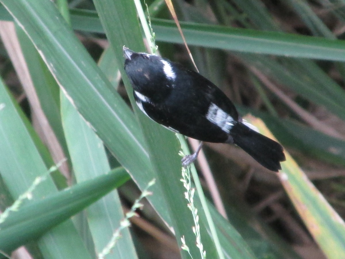 Variable Seedeater - ML646643683