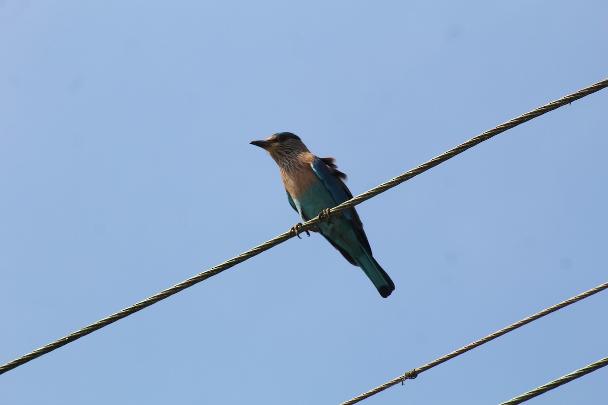 Indian Roller - ML646643692