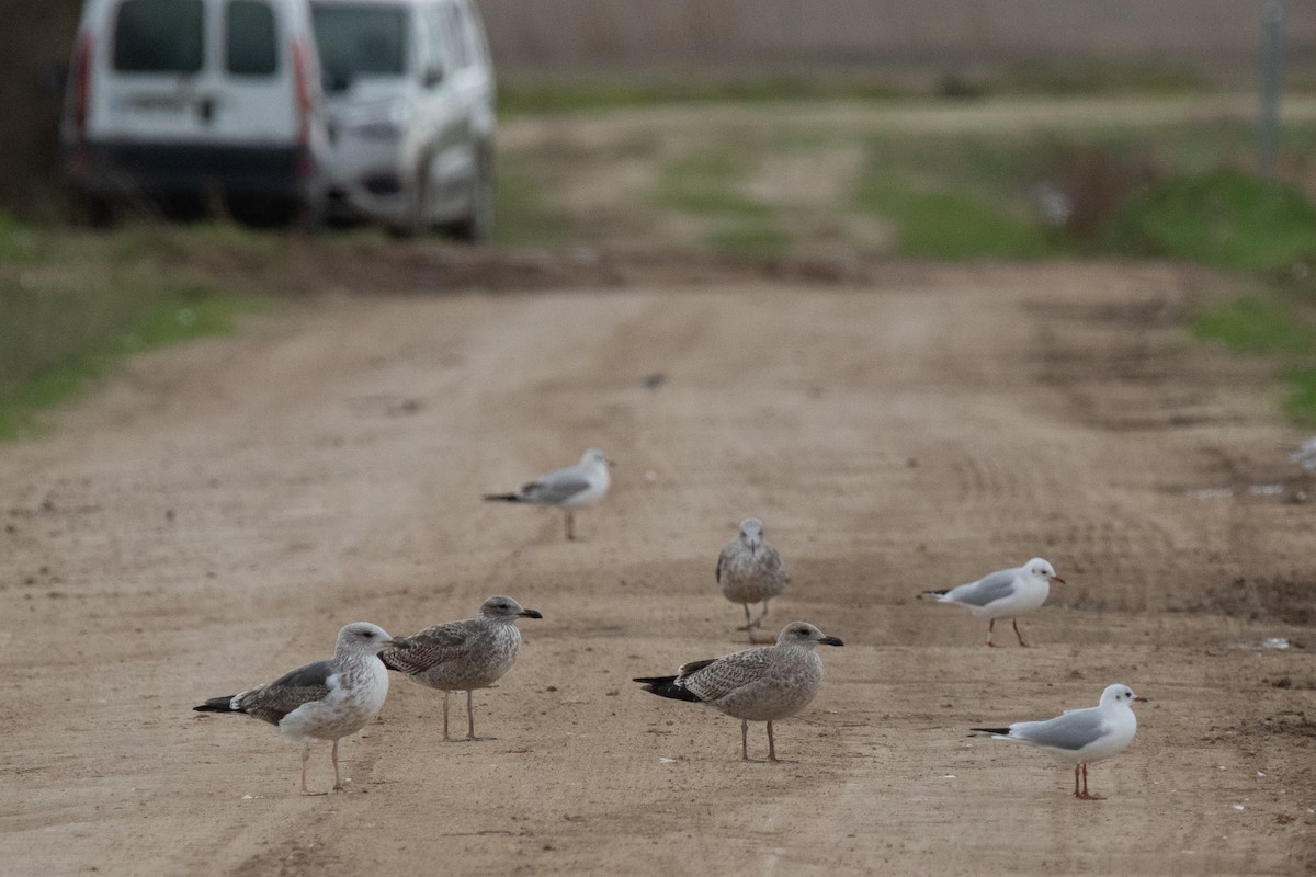 Lesser Black-backed Gull - ML646643699