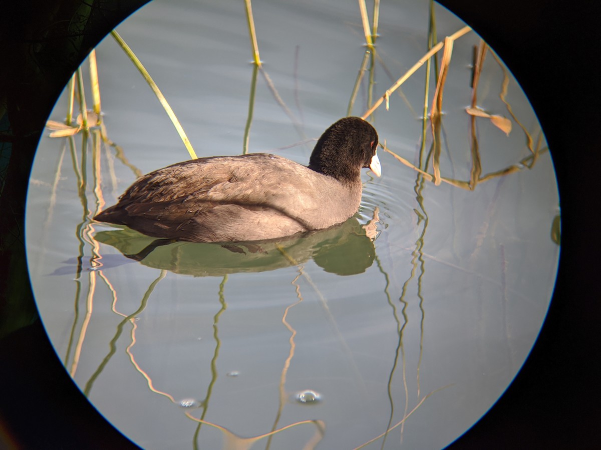 Eurasian Coot - ML646643706
