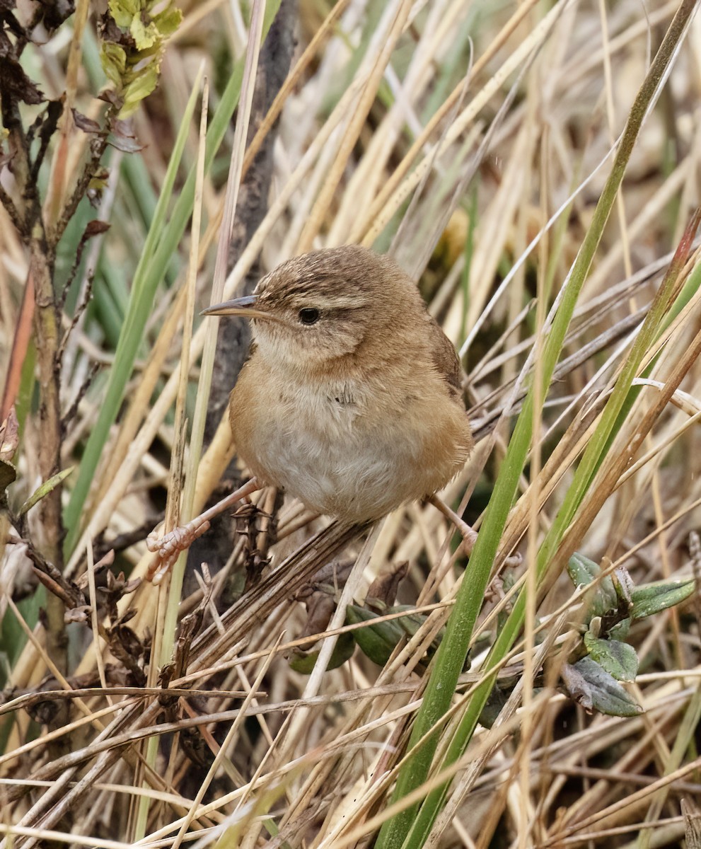 Овад річковий - ML646643707