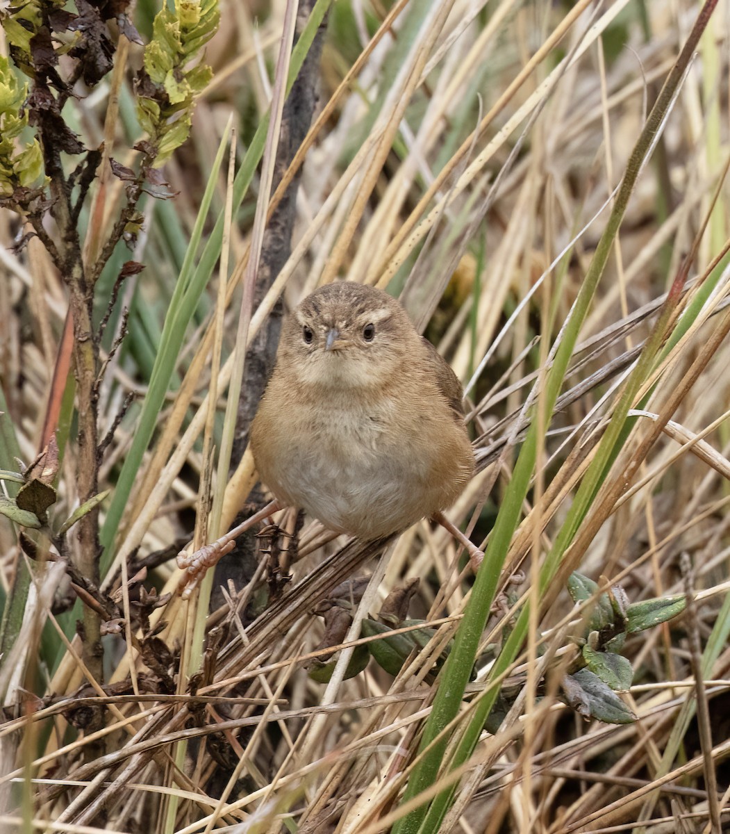 Овад річковий - ML646643708