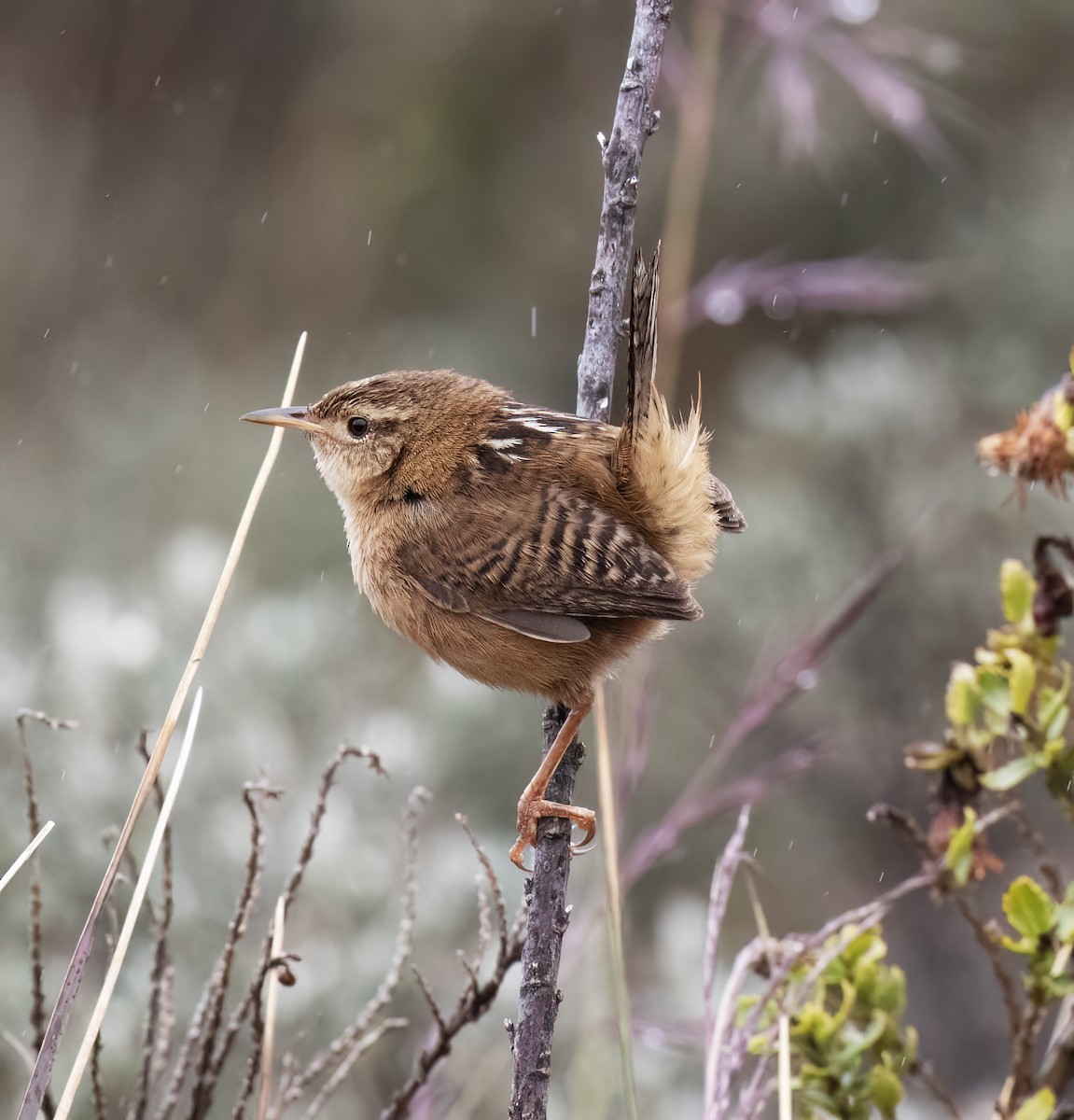 Овад річковий - ML646643709