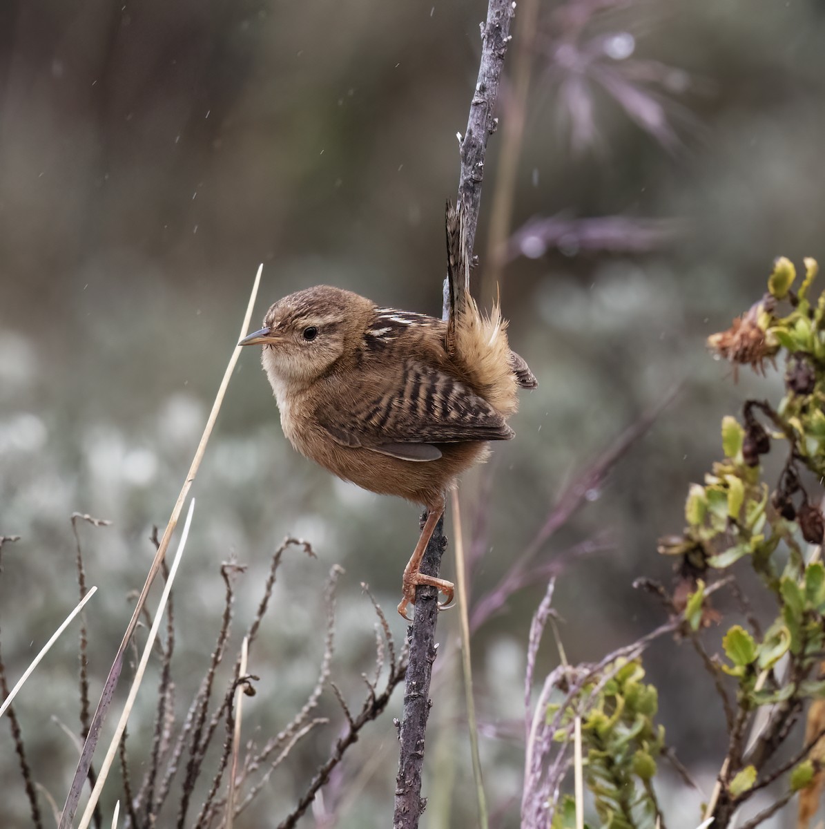 Овад річковий - ML646643710